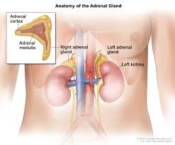 Adrenal Cancer